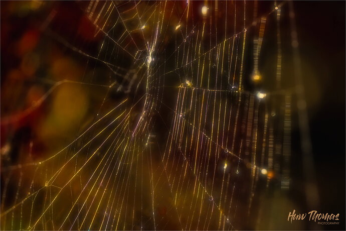 Original - spiderweb 2026-10-04-09.46.jpg