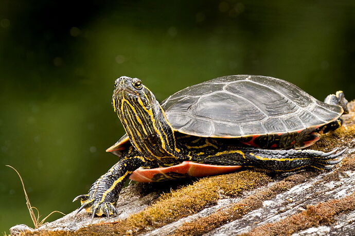 _1NG1954-DxO_DeepPRIME XD2s copy.jpg