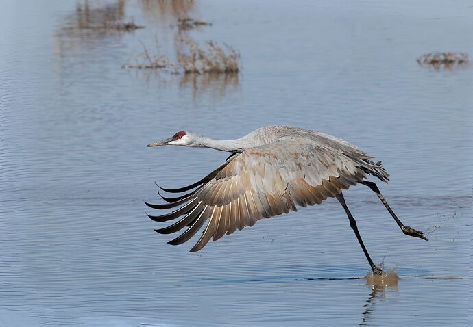 birds-whiterwater-1255-Edit