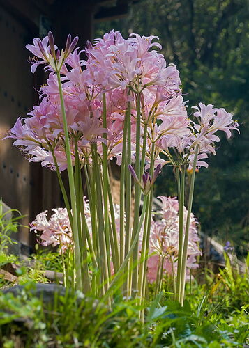 Surprise-Lilies-1Rework