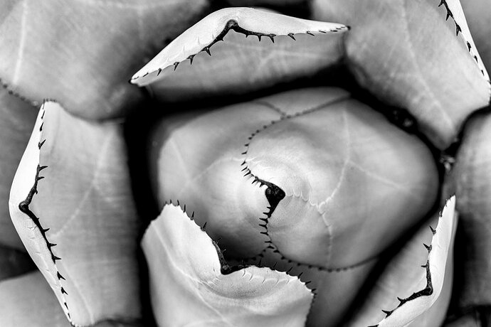 FEBRHSWS23_0013 - Parry's Agave (Agave parryi).jpg