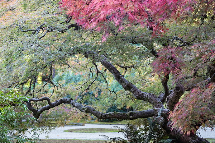Maple Framing Flat Garden