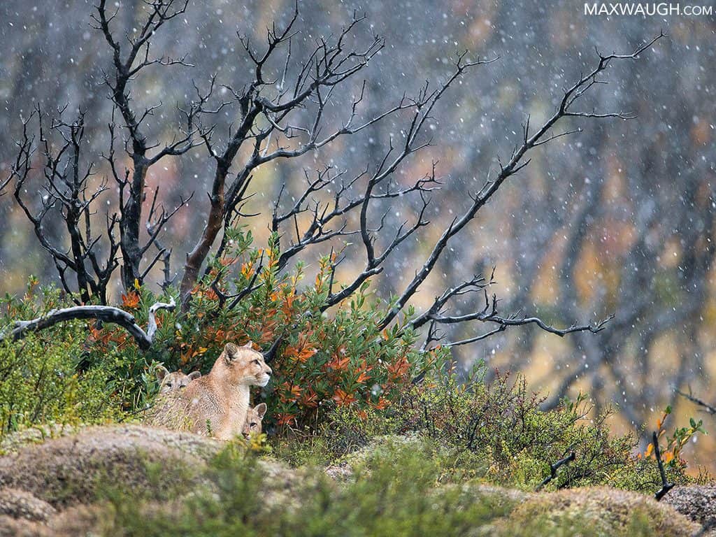 Puma Mother And Cubs