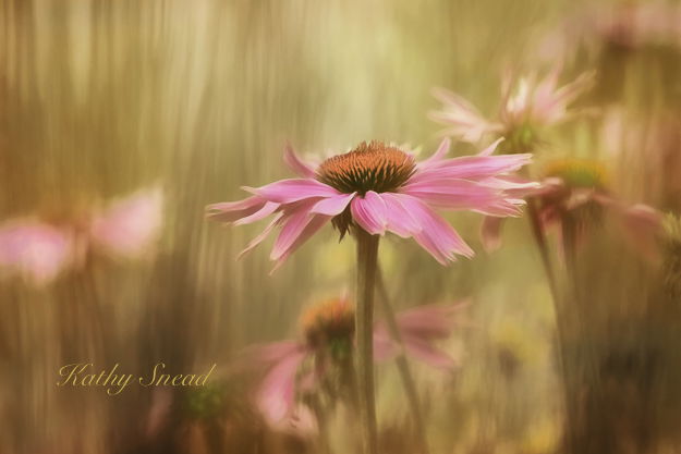 Coneflower%20Dreams2-