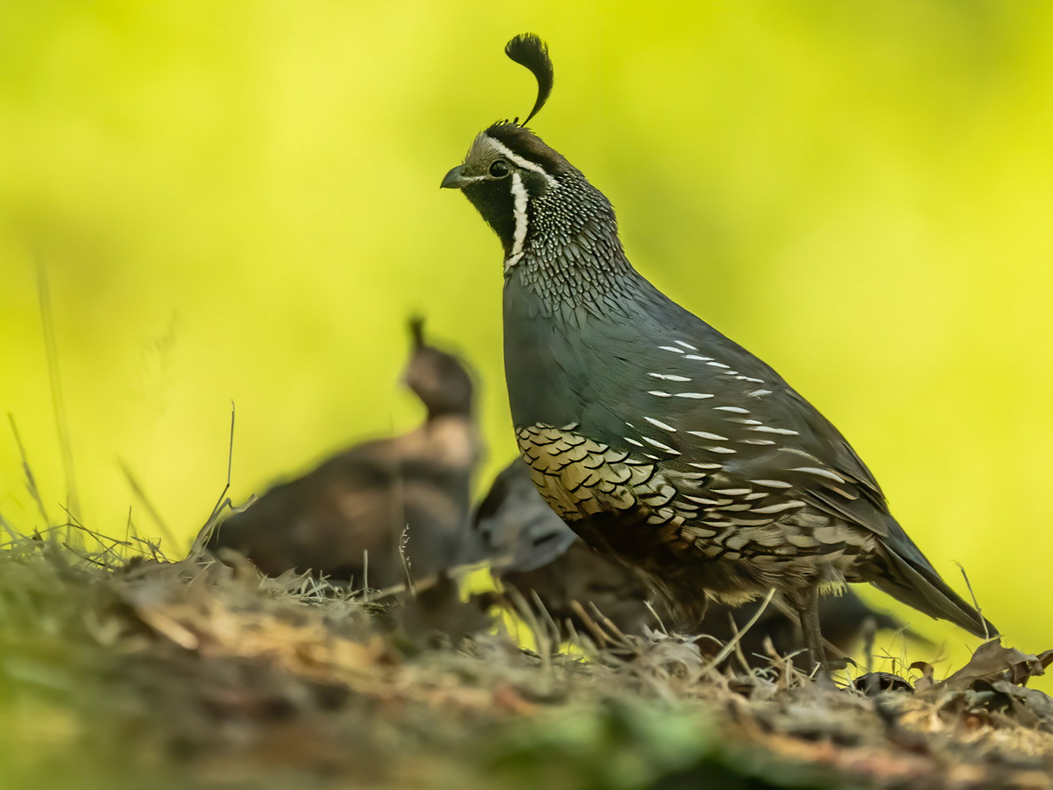 Some Quail - Image Critiques - Nature Photographers Network