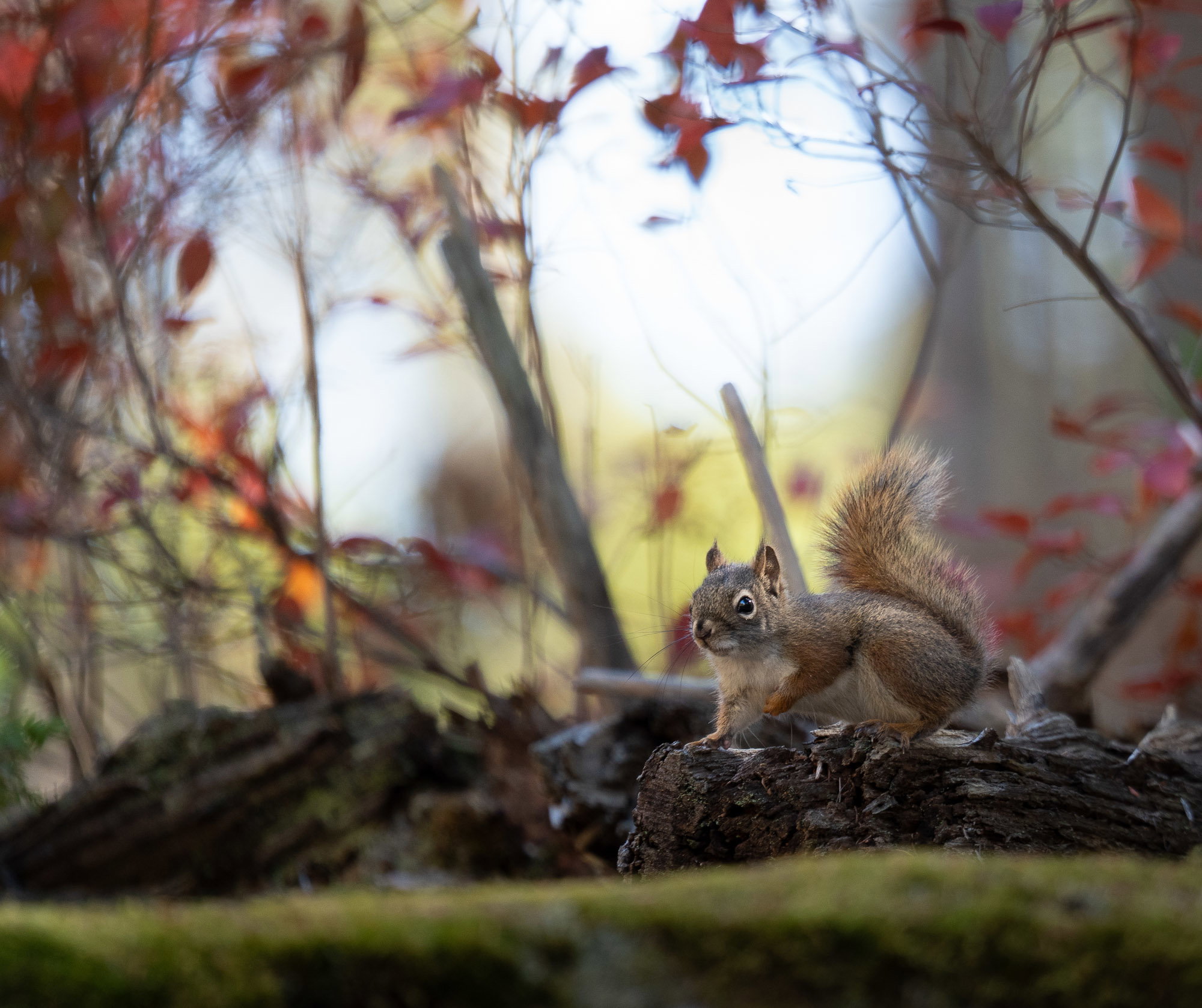 Autumn Squirrel - Image Critiques - Nature Photographers Network