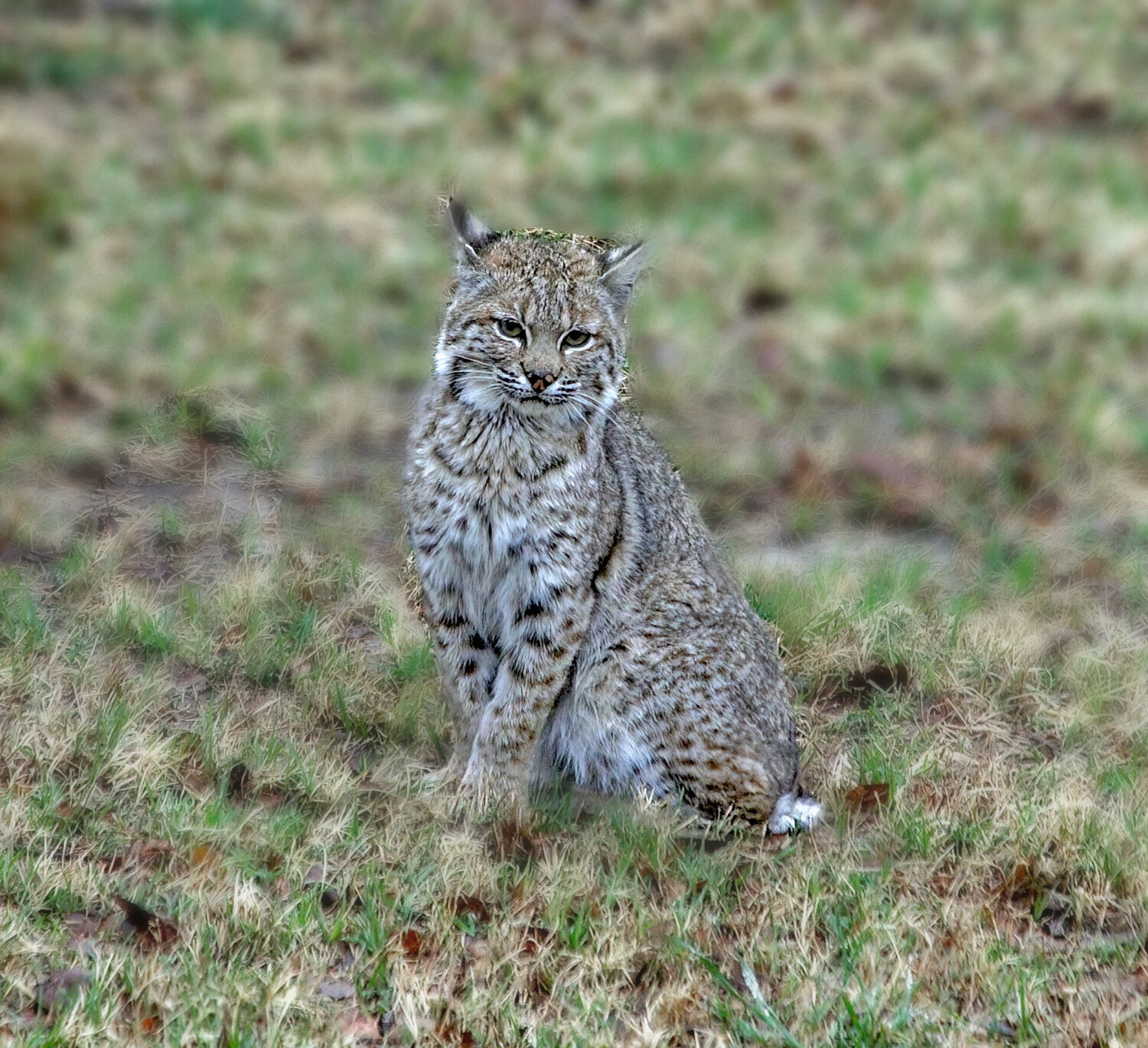 Linx Rufus Lynx rufus - Image Critiques - Nature Photographers Network