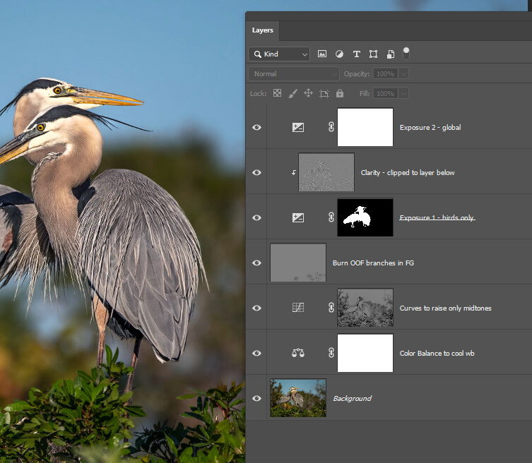 Great Blue Heron Embrace rework - Image Critiques - Nature ...