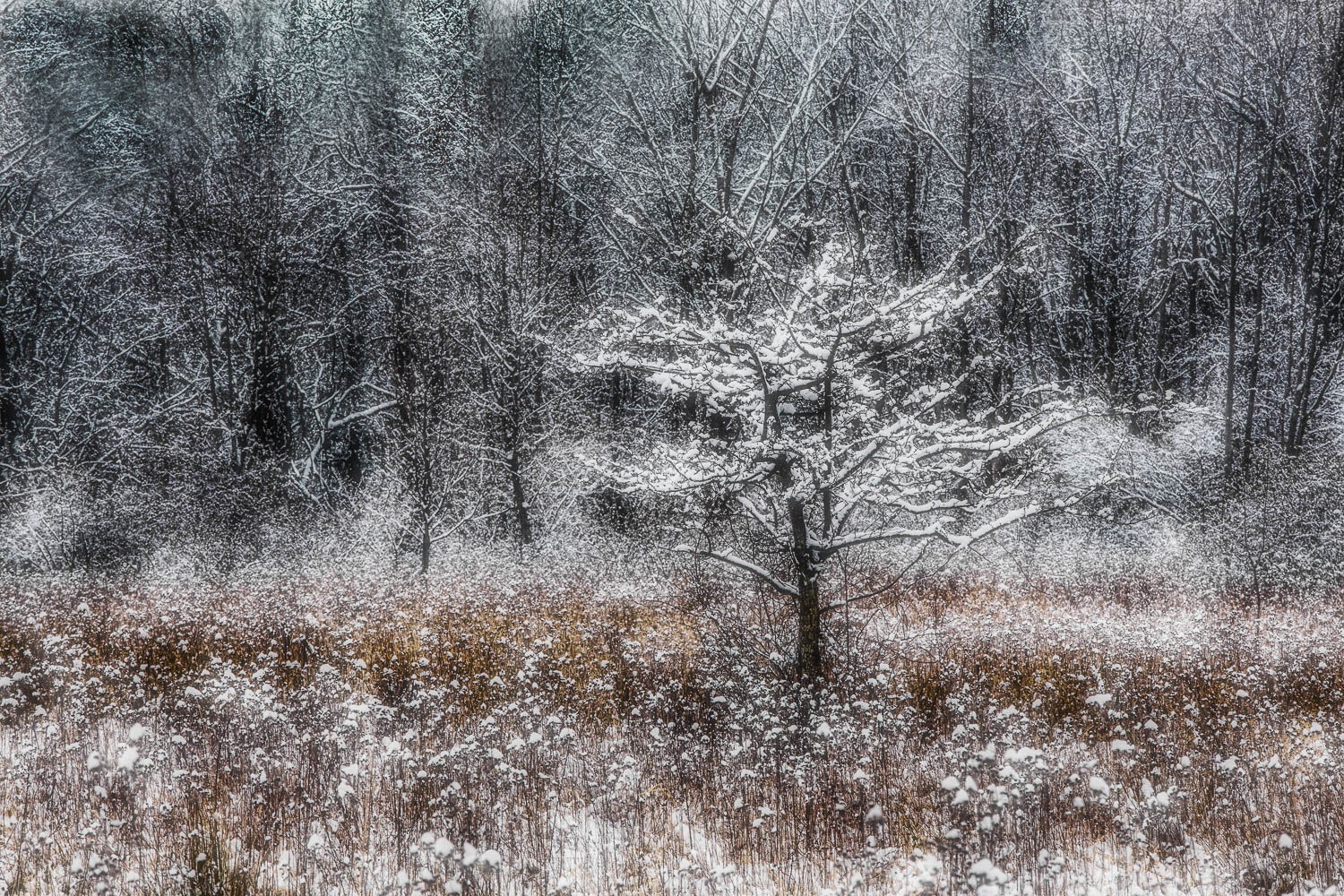winter#2.jpg