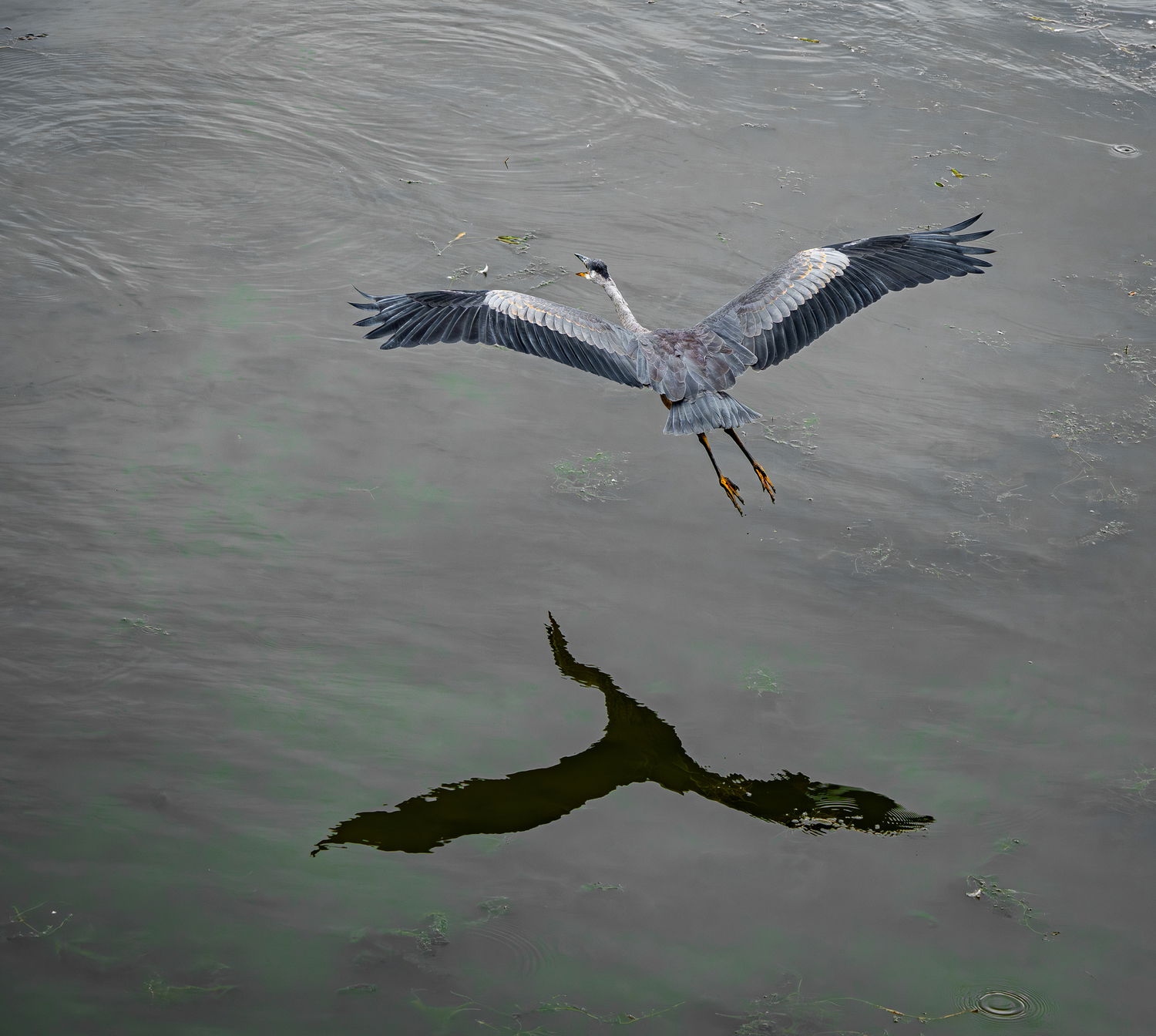 Great Blue Heron in flight (and Rework) - Avian Critiques - Nature ...