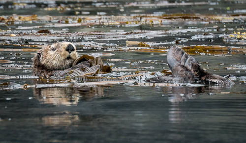 Otter.jpg