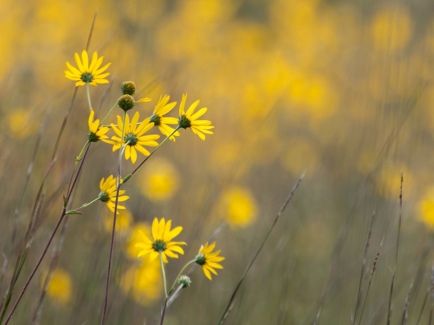 Westernsunflowers