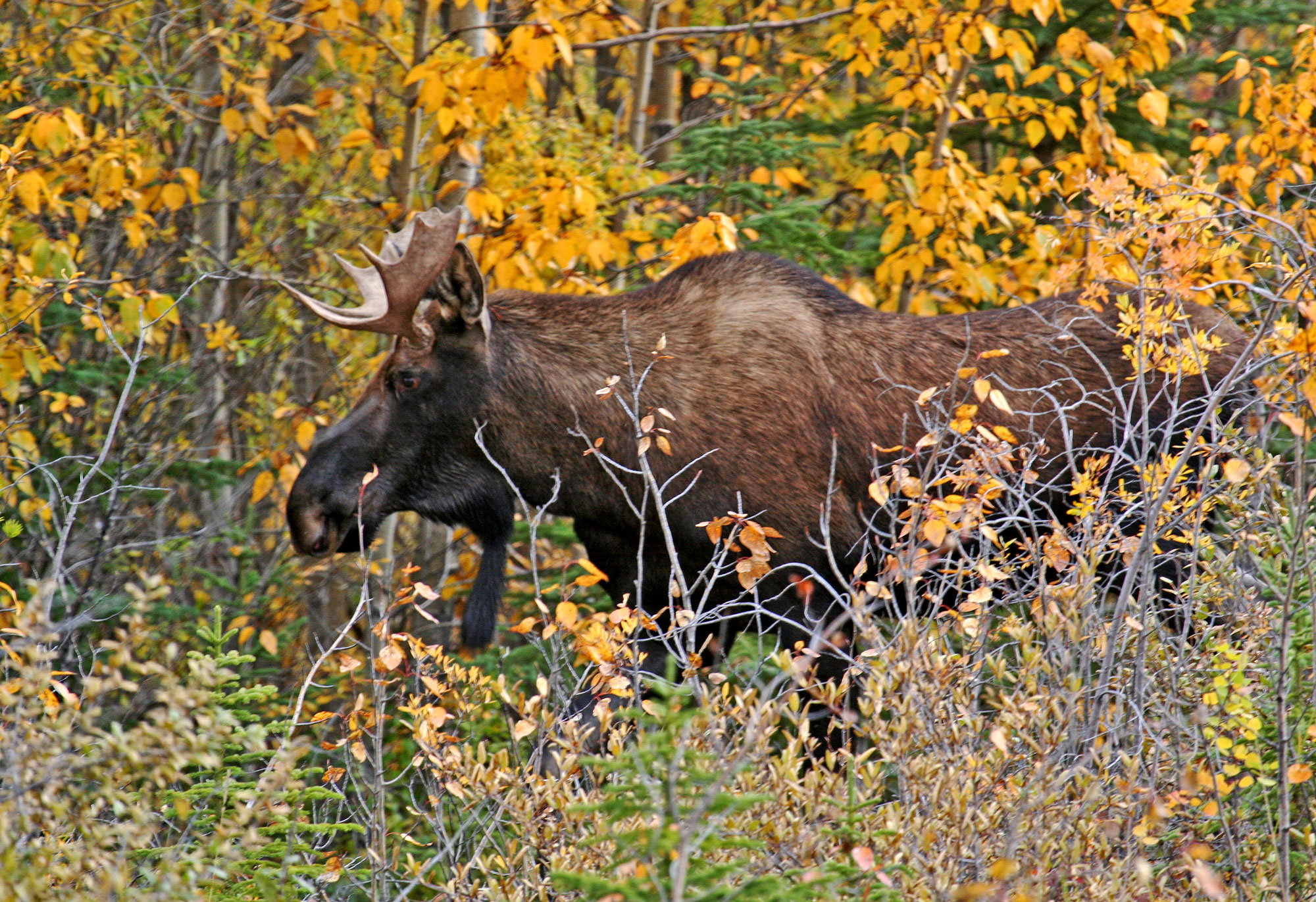 Dripping Moose - New Order - Image Critiques - Nature Photographers Network