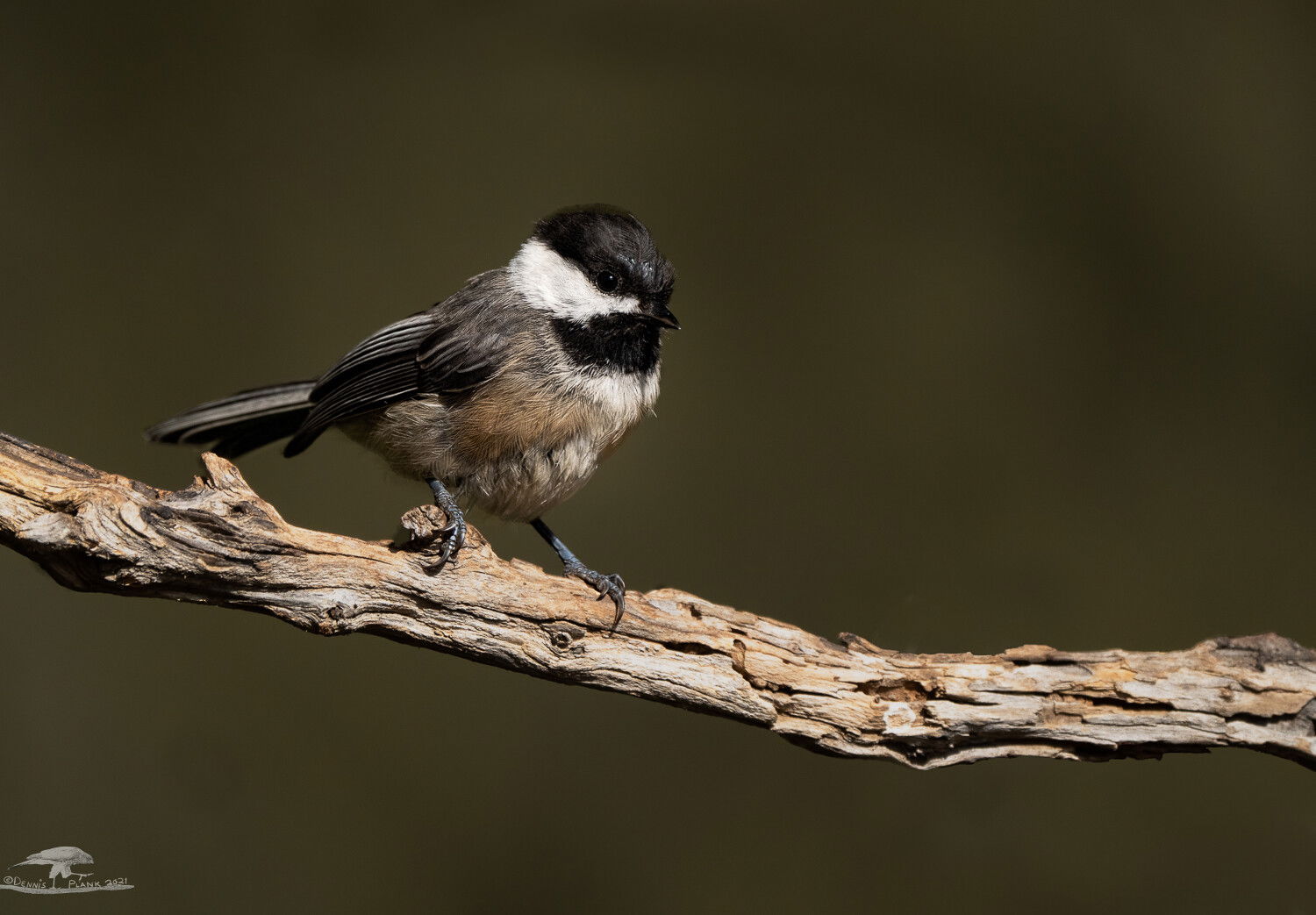 Black-capped Chickadee