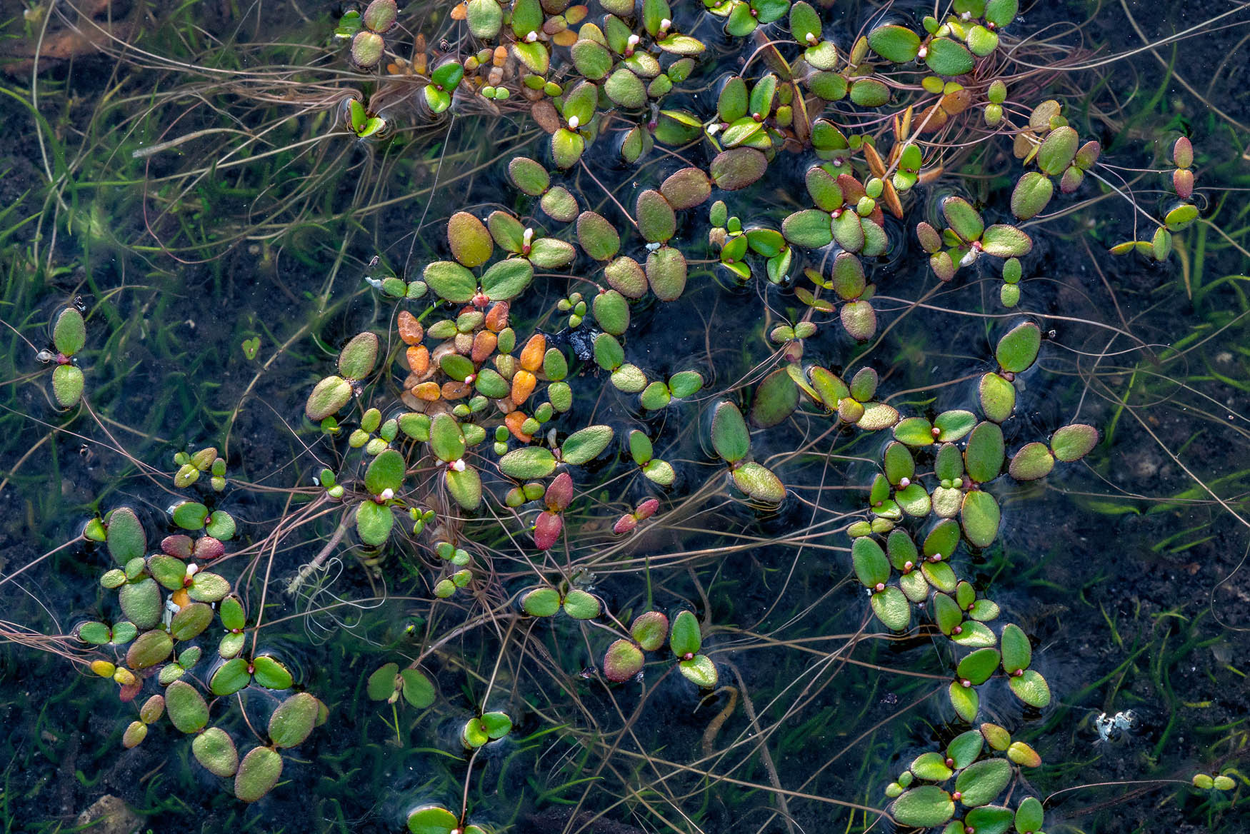 Which Planet? - Image Critiques - Nature Photographers Network