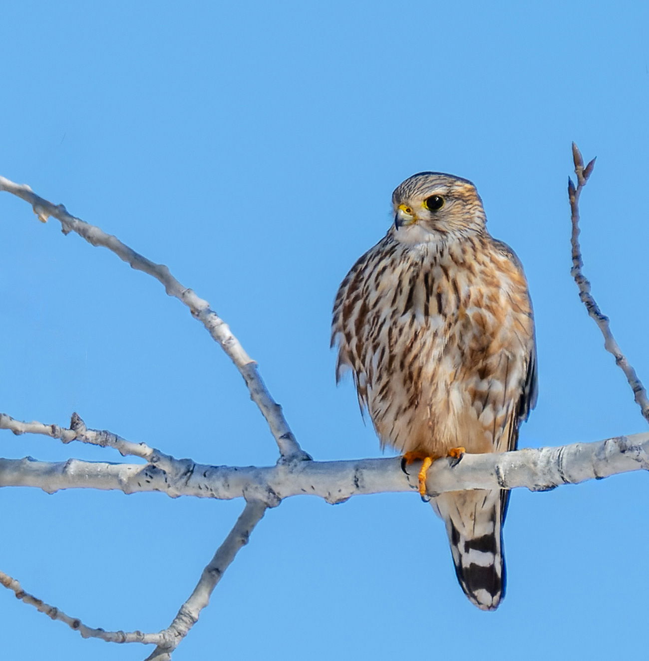 My First Merlin - Avian Critiques - Nature Photographers Network